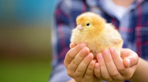 avimehrclinic - Avian Influenza-Poultry immune system
