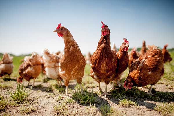 The-global-challenge-of-carbon-dioxide-in-the-poultry-industry