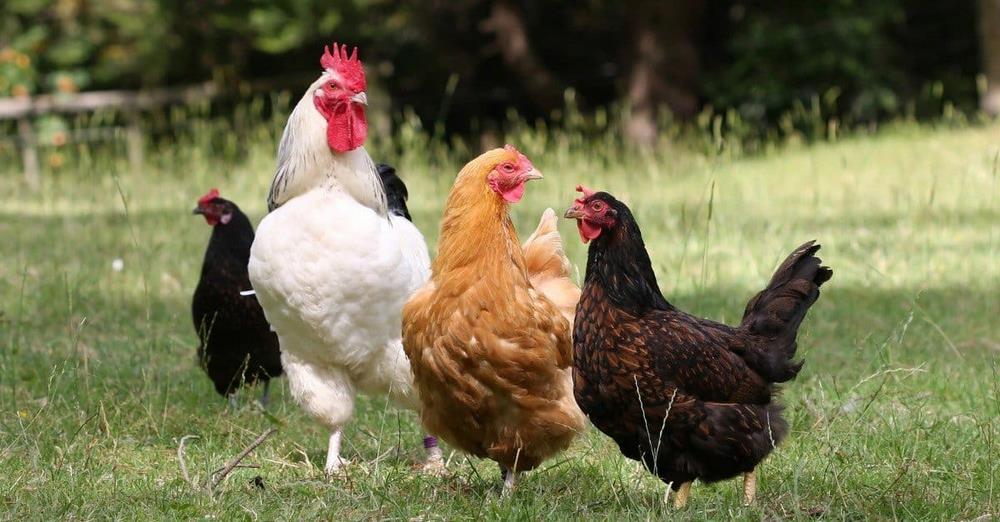 avimehrclinic-Best-farm-animals-Chicken-bronchitis