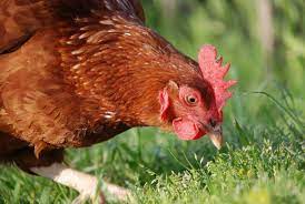 avimehrclinic - Common Respiratory Diseases of Poultry