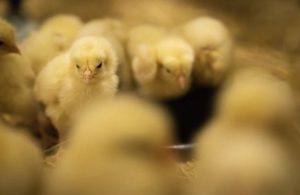 avimehrclinic - chicken-coccidiosis-in-broiler