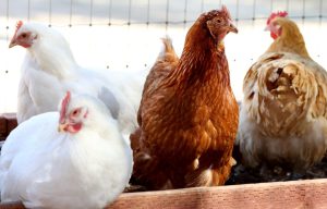 avimehrclinic - GOUT IN POULTRY