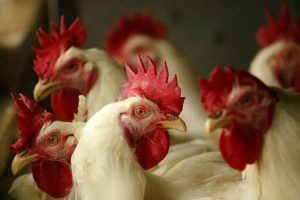 avimehrclinic - poultry-producers-guard-against-bird-flu-Copy.jpg
