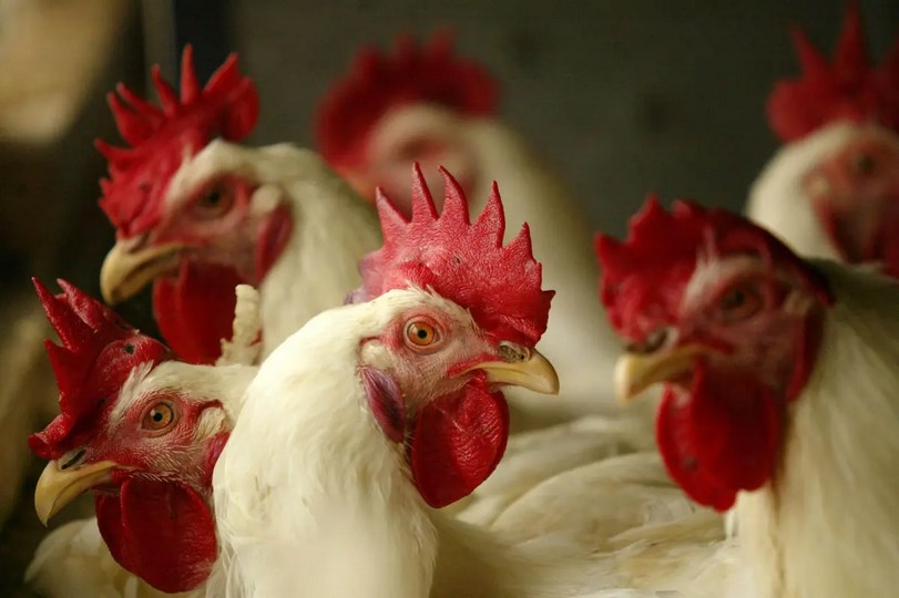 avimehrclinic - poultry-producers-guard-against-bird-flu-Copy.jpg