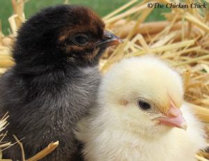 avimehrclinic-Chicks-poultry.jpg