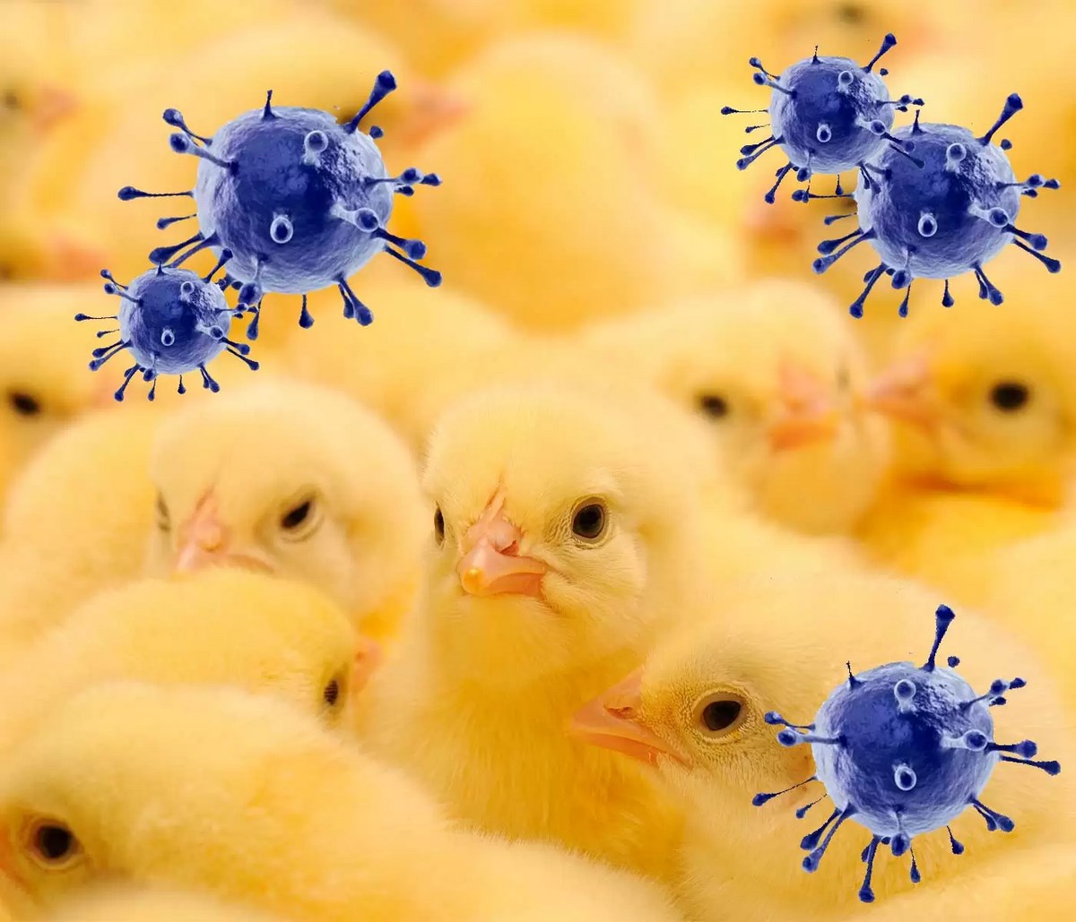 پیشگیری از آنفولانزای فوق حاد پرندگان
