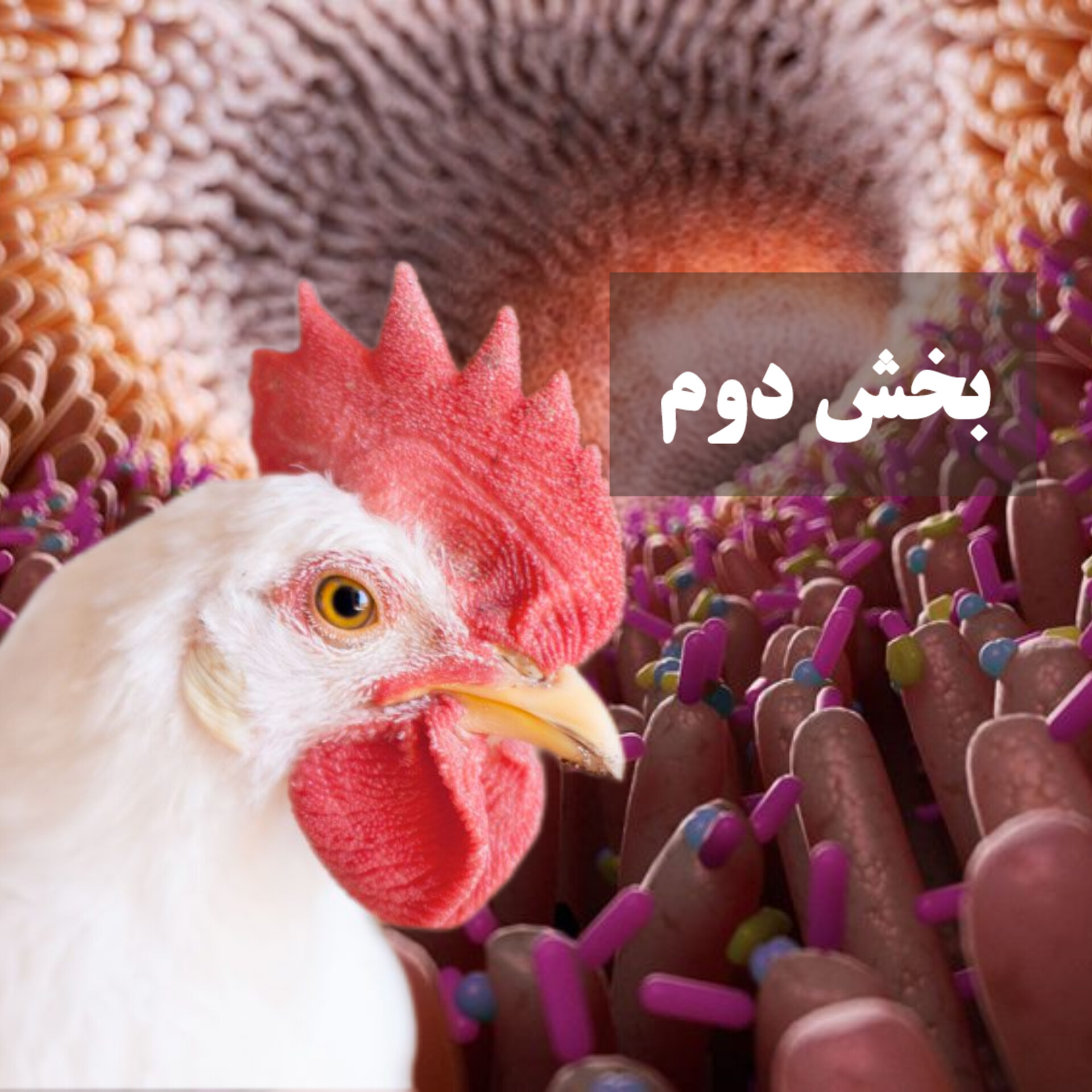 avimehrclinic-digestive-problems-in-poultry-farming0.