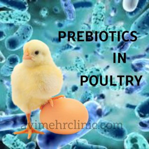 avimehrclinic-prebiotics-in-poultry.jpg
