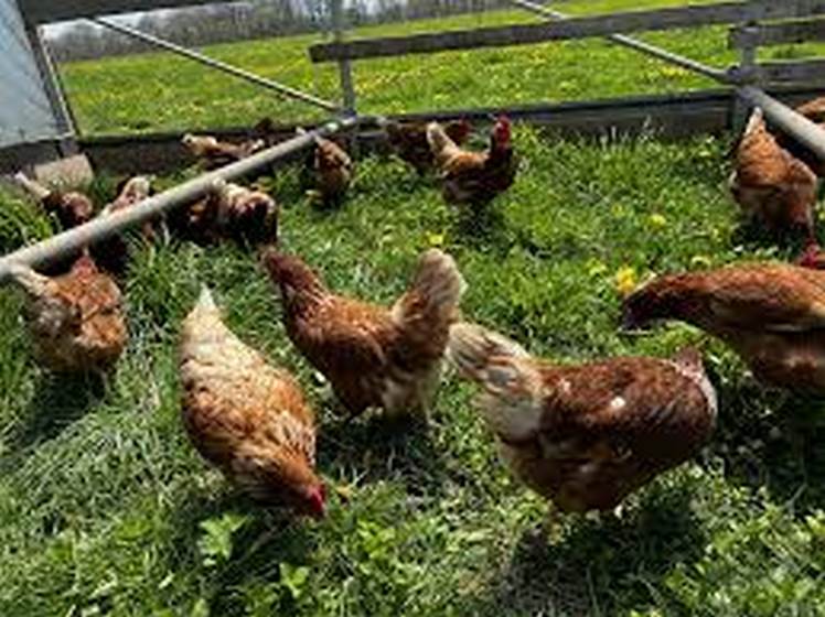 تفاوت مرغ سبز با مرغ ارگانیک چیست؟