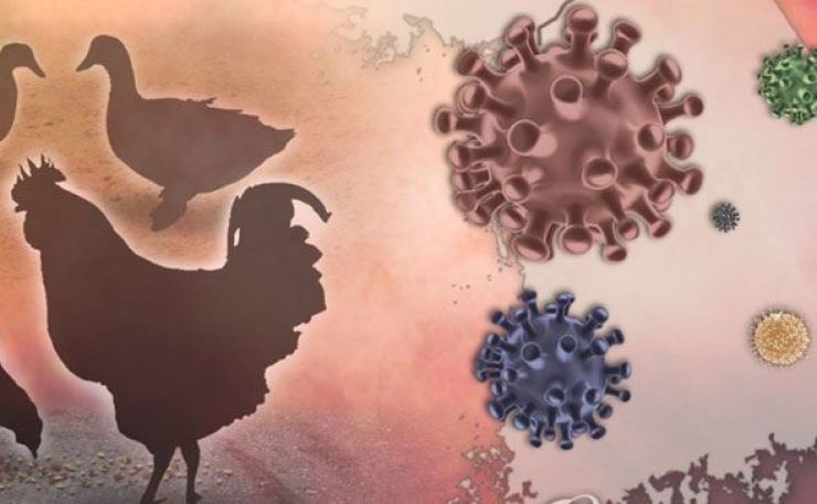 آنفولانزای پرندگان عامل تلفات بالا در طیور؛پیشگیری و درمان