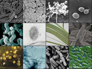 AVIMEHRCLINIC-PATOGEN-Bacteria_collage-ANTIBIOTICS-RESISTANSE-scaled.jpg
