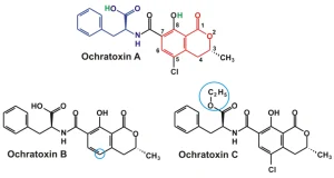 avimehrclinic-toxins-Ochratoxins.webp 