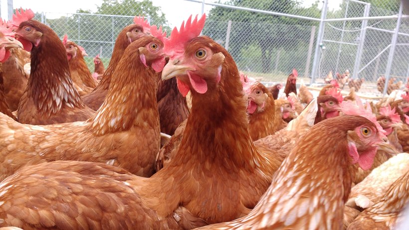 سندروم افت تولید در مرغ تخمگذار؛پیشگیری و درمان