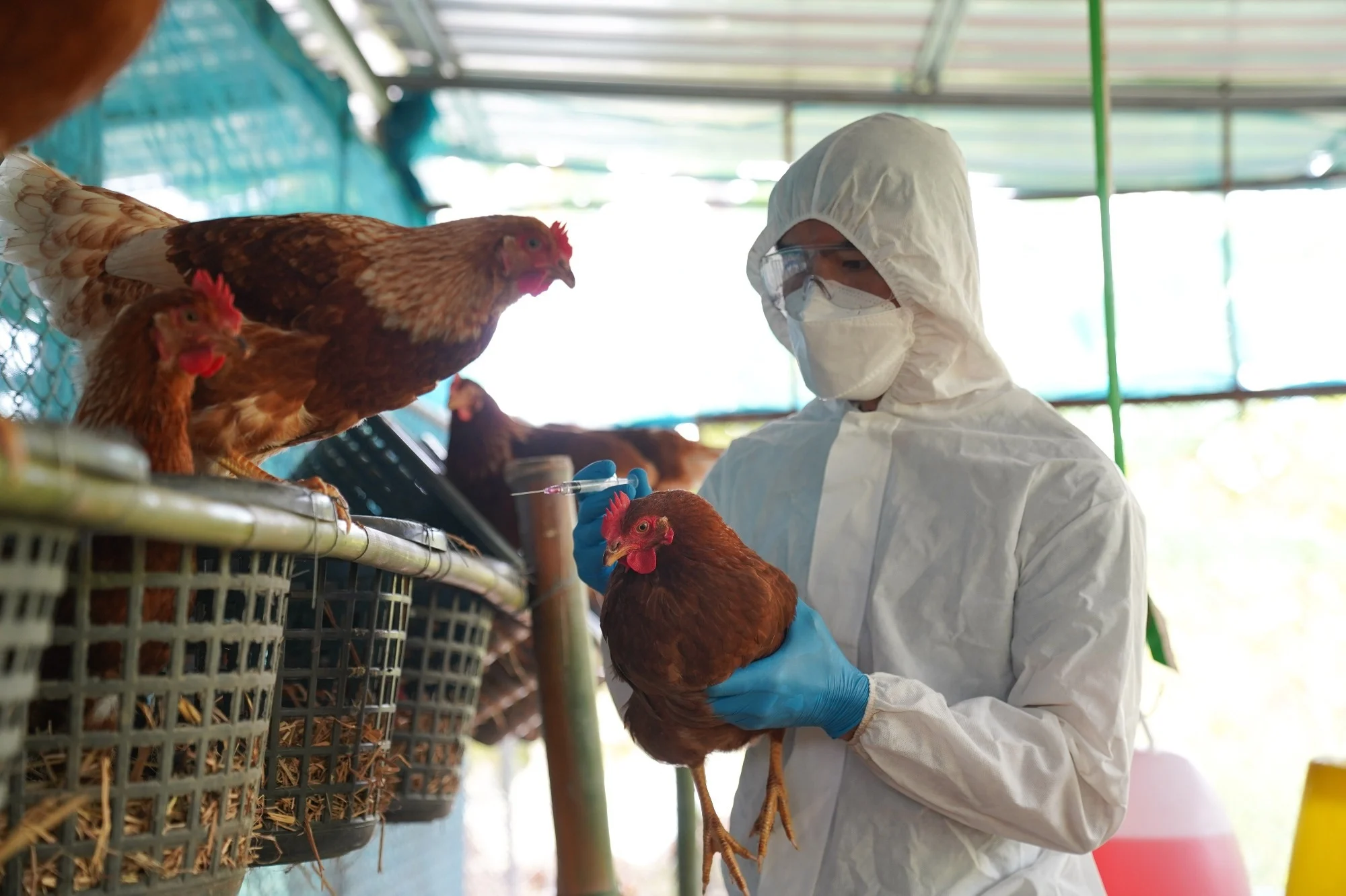 قوانین اتحادیه اروپا برای بیماری آنفولانزای پرندگان در سال 2023 با هدف کنترل و پیشگیری
