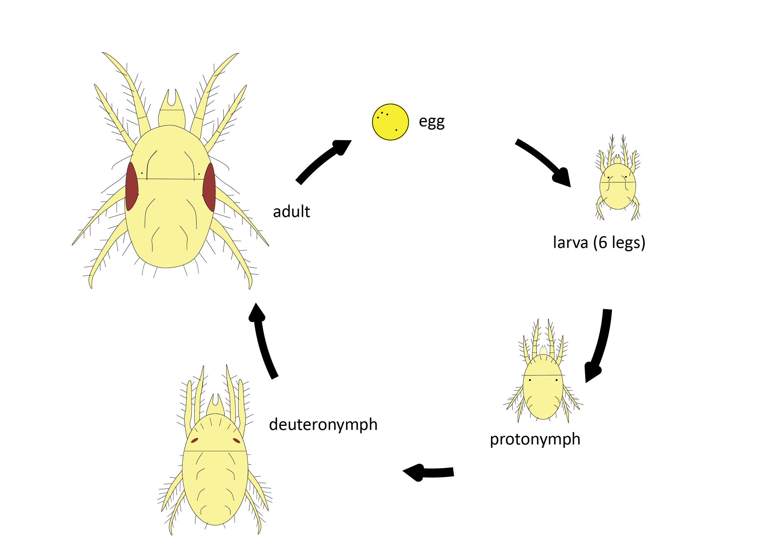 avimehrclinic-mite-lifecycle-01.png
