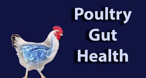 avimehrclinic-poultry-gut-health.jpg