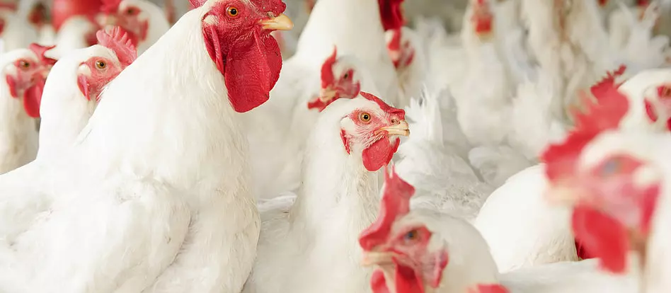 اثرات پروبیوتیک و پری بیوتیک در مرغ تخمگذار