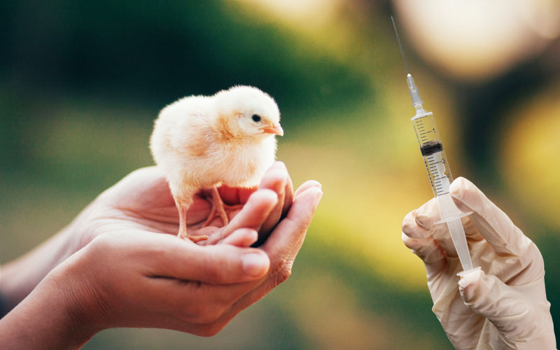avimehrclinic-chickens-get-vaccinated.jpg