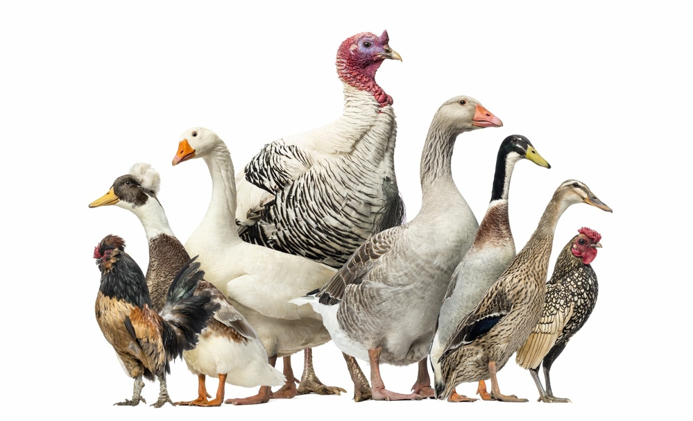 avimehrclinic-multiple-poultry-species.jpg