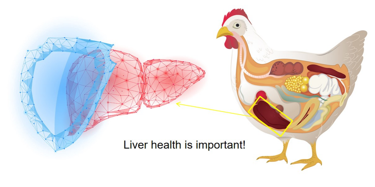 avimehrclin-ic-faty-liver-poultry.png