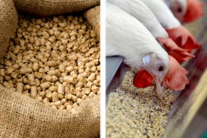 avimehrclinic-animal-feed-poultry-feeds-.jpeg