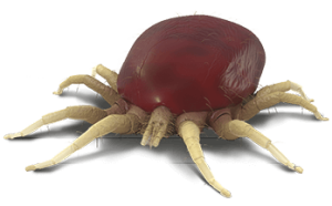 avimehrclinic-bulletin-huge-poultry-red-mite.png
