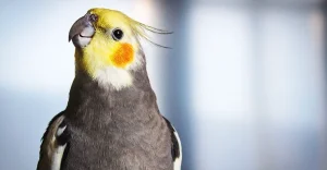 avimehrclinic-toxicity-affects-in-bird-pet.webp
